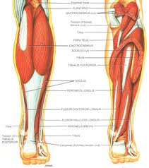 Lower Leg Muscle Cramps, Musculoskeletal Pain